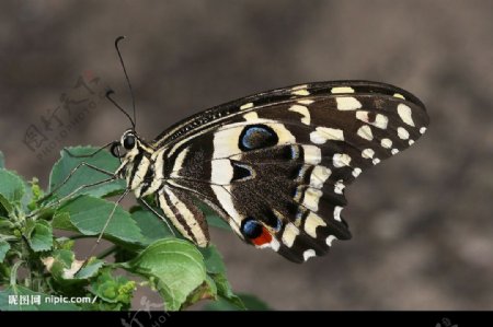 非洲达摩凤蝶图片