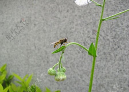 食蚜蝇一年蓬图片