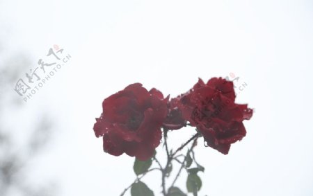 玫瑰花旅游摄影图片