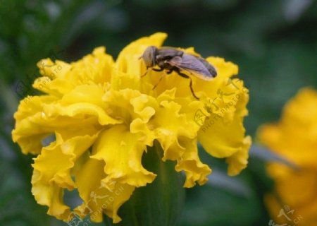 地瓜花上的蜜蜂图片