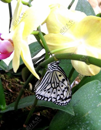 蝴蝶和兰花图片