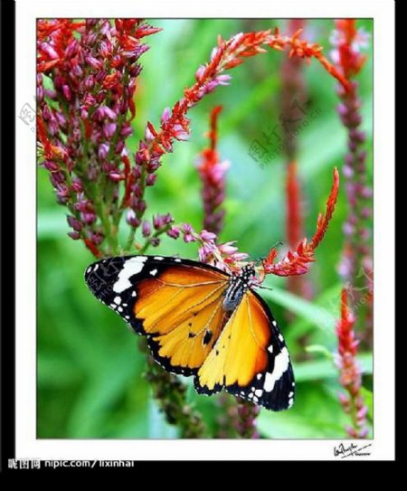 蝴蝶12图片