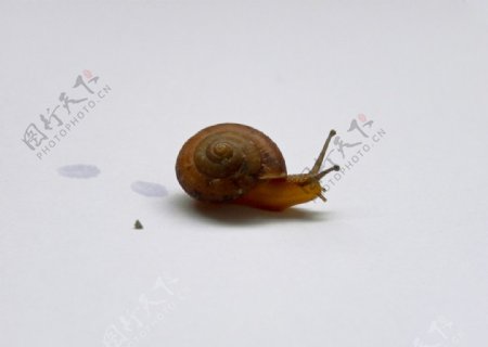 蜗牛足迹图片