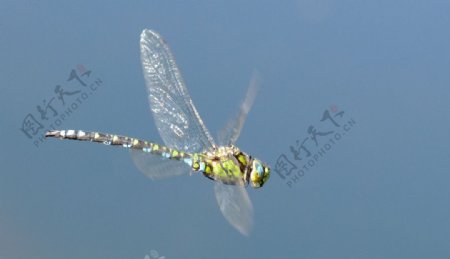 蜻蜓1图片