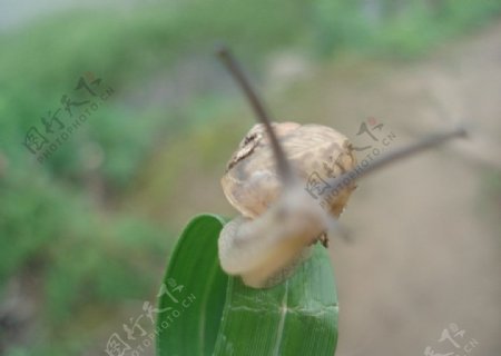 寻路的蜗牛图片