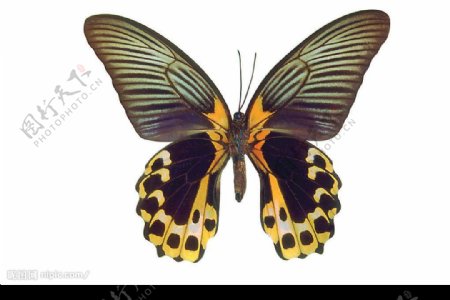 台灣黃尾斑蝶图片