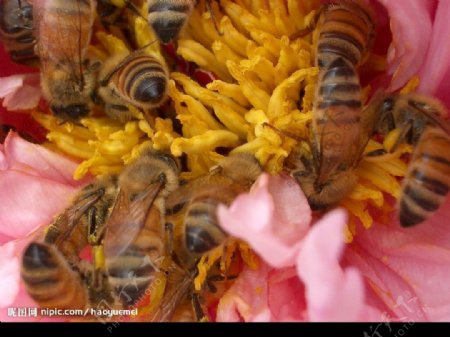 群蜂戏牡丹图片