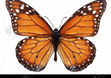 蝴蝶Butterfly图片