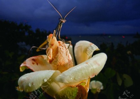 爬上花瓣的螳螂图片