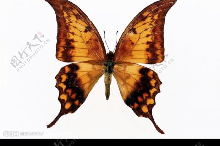 蝴蝶百科图片