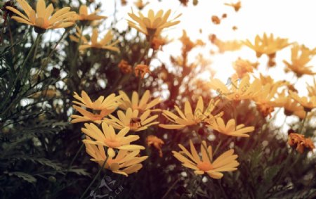 夕阳下的菊花图片