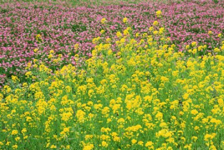 油菜花图片