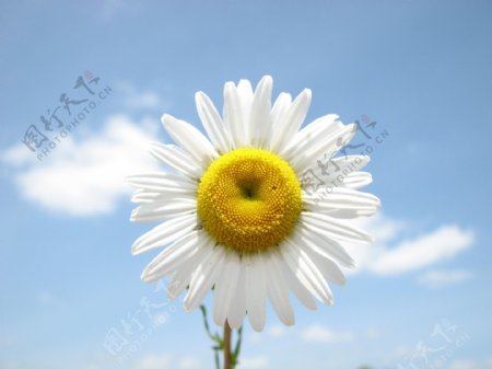 白云下的白色小菊花图片