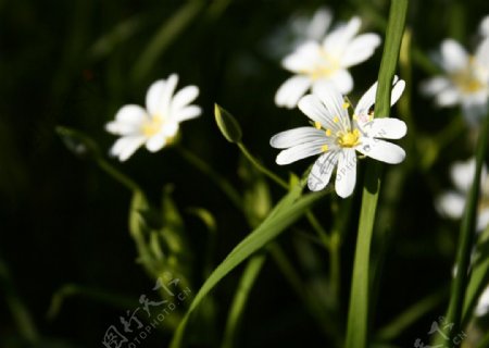 纯白色小花图片