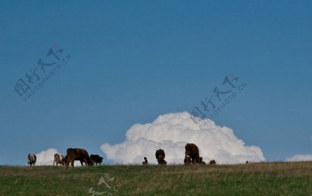 蓝天草原牛群图片