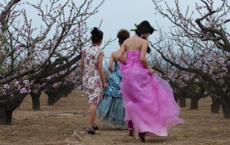 桃花林中的女人们图片