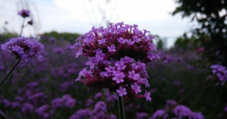 公园紫色小花图片