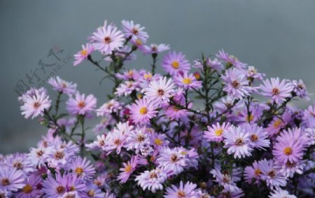 紫色小花朵图片