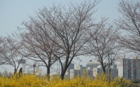 首尔风光图片