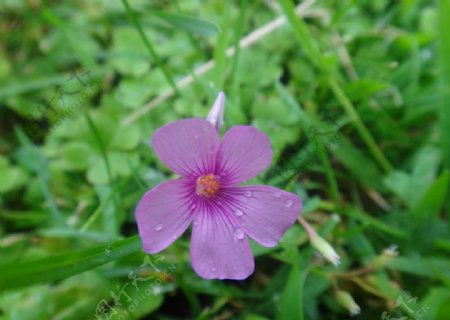紫色花朵花朵唯美花图片