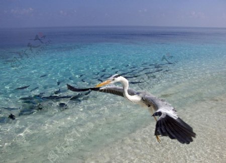 马尔代夫海边风景图片