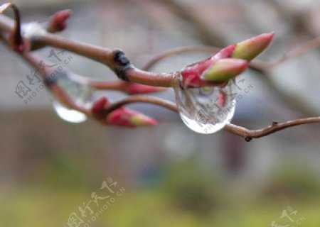 桃花水滴图片
