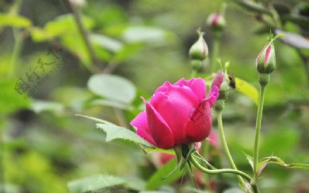 高清玫瑰花月季花图片
