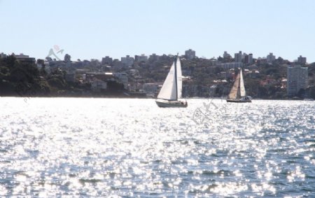 悉尼帆船图片