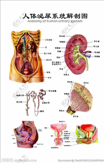 结石科人体泌尿生殖解剖图图片