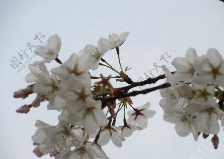 顾村公园樱花樱花节图片
