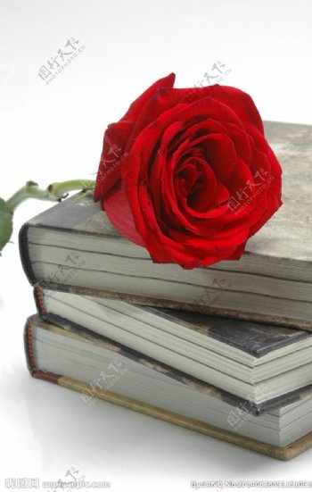 玫瑰与书图片