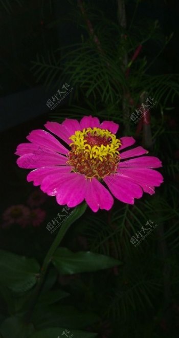 粉红花朵斜侧面图片