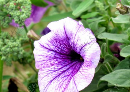 紫色草花图片