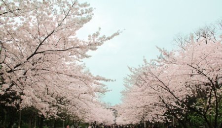 南京林业大学樱花图片