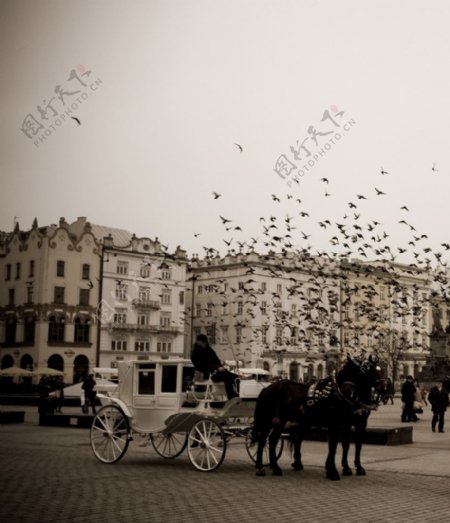 广场上的马车与鸽子图片