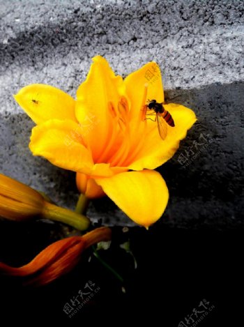 黄花与小蜂图片