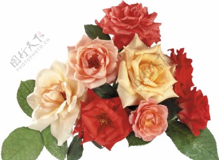 黄月季粉玫瑰玫瑰图片