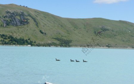 新西兰之蒂卡波湖上的加拿大黑额黑雁图片
