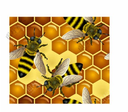 蜜蜂蜂蜜蜂窝矢量素材图片