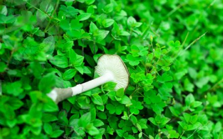 万绿丛中的小蘑菇图片