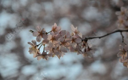 樱花图片