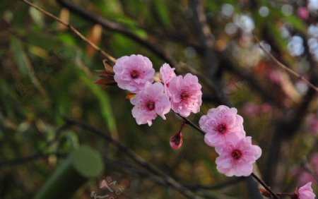 樱花图片