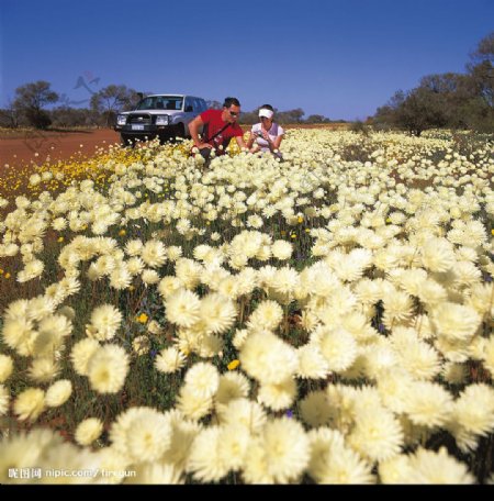 西澳的野花图片