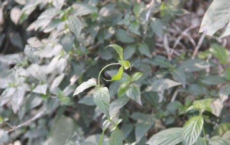 绿色植物藤蔓植物图片