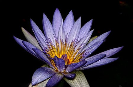 紫莲花图片