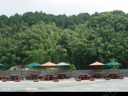 日本九州国立博特馆外的竹林图片