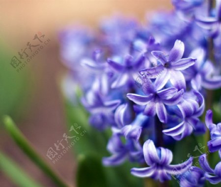 紫蓝色花儿图片