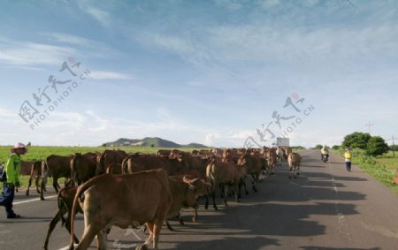 公路上的牛群图片