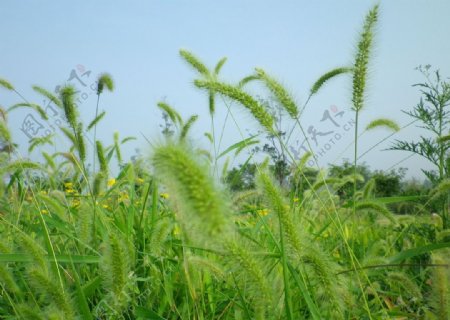 河边的野草图片