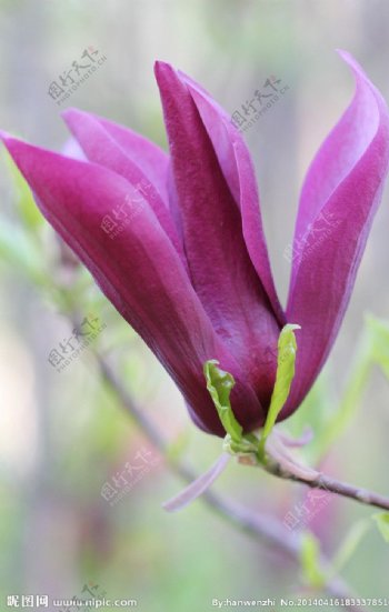 紫玉兰图片
